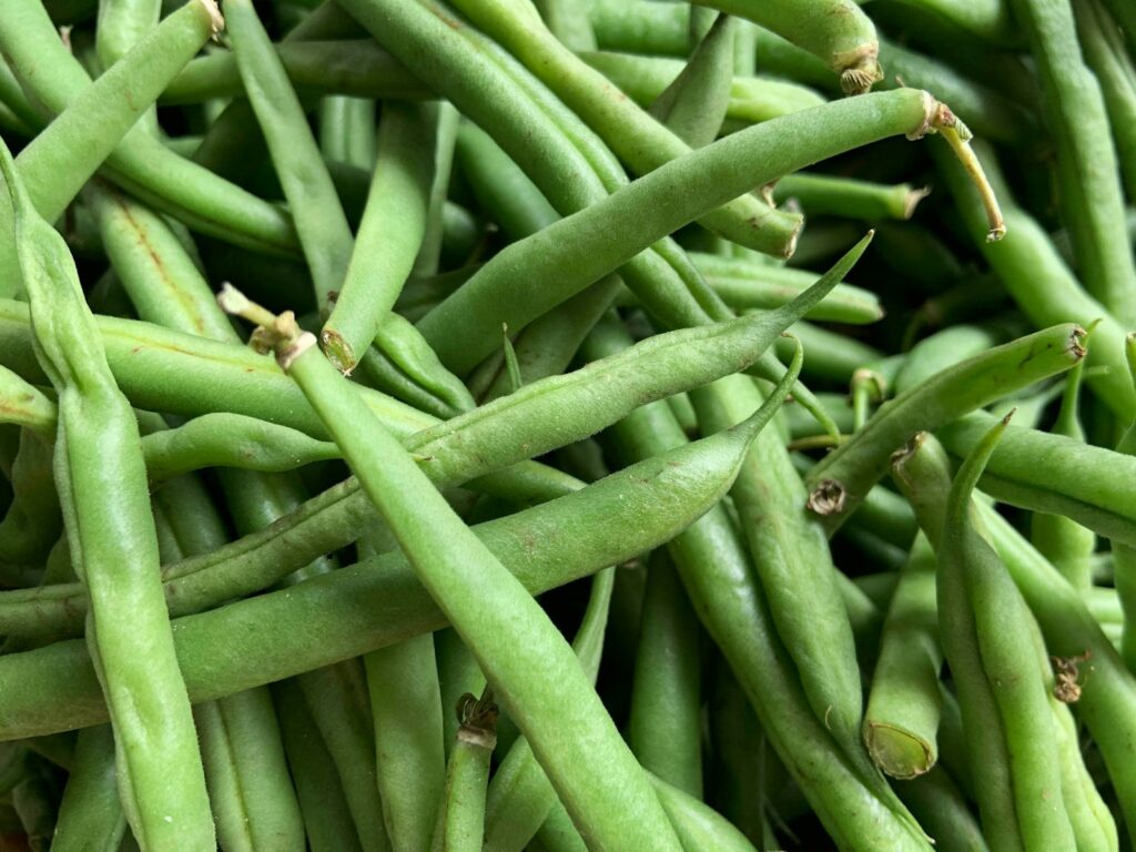 green kentucky beans