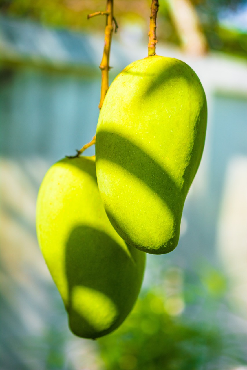 mango, mango tree, fruit, green mango, mango, mango, mango, mango, mango