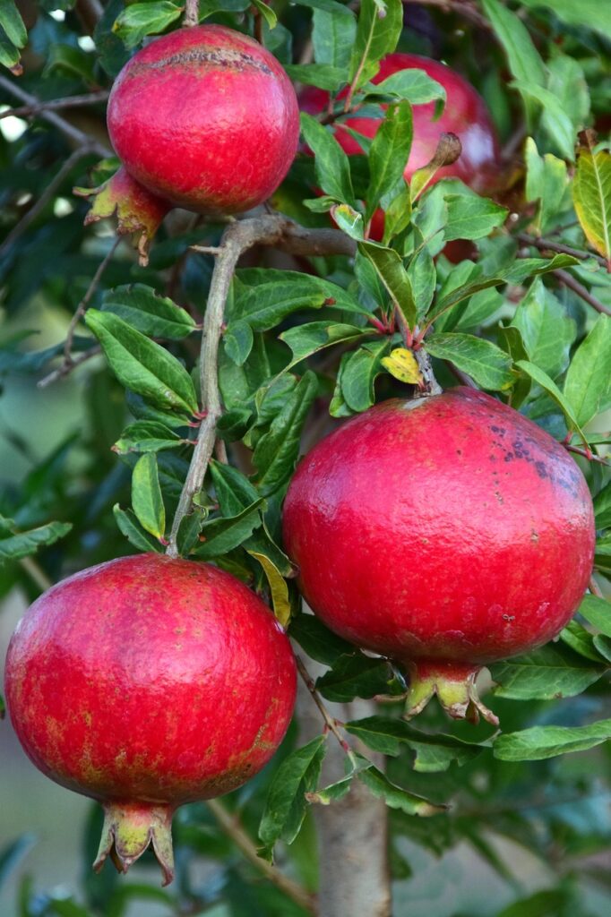 pomegranate, pomegranate tree, fruit, leaves, red, green, round, vitamins, healthy, cute, fall, ripe, plant, vegetation, crop, mediterranean, nature, punica granatum, pomegranate, pomegranate, pomegranate tree, pomegranate tree, pomegranate tree, pomegranate tree, pomegranate tree