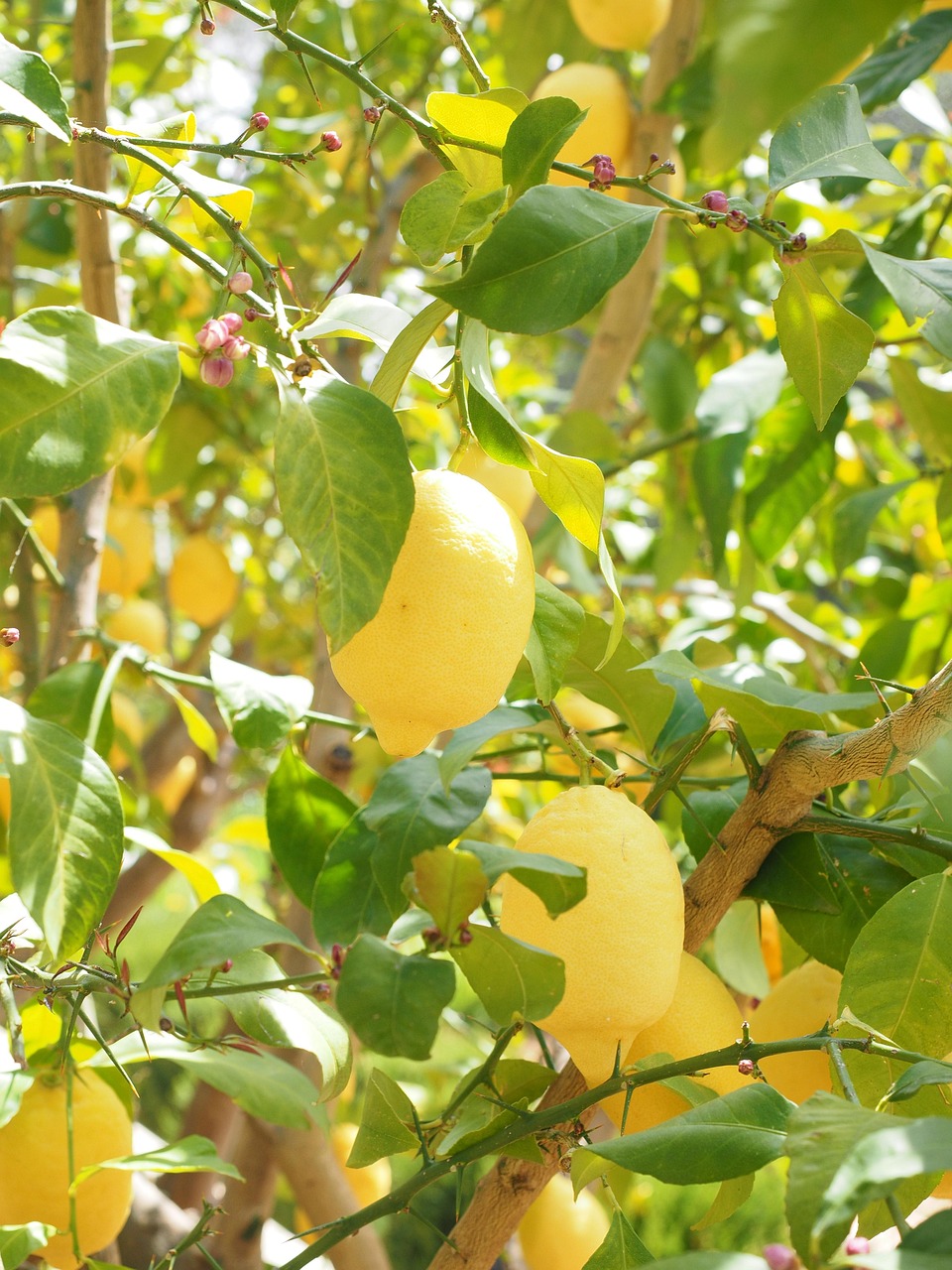 lemon, limone, lemon tree, citrus × limon, citrus plant, citrus, fruit, tropical fruit, yellow, ripe, vitamins, hang, healthy, fruity, lemon yellow, light yellow, lemon cultivation, lemon plantation, plantation, fruit tree, lemon, lemon, lemon tree, lemon tree, lemon tree, lemon tree, lemon tree