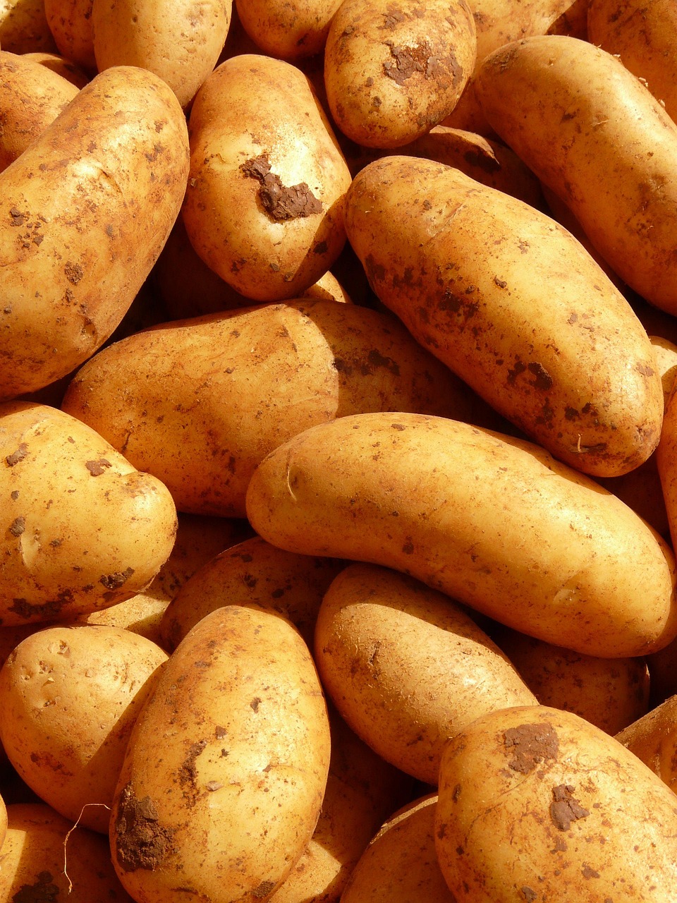 potatoes, vegetables, root vegetables, tuber, tuber crops, crops, harvest, produce, fresh produce, organic, fresh, agriculture, cultivation, food, farmer's market, potatoes, potatoes, potatoes, potatoes, potatoes