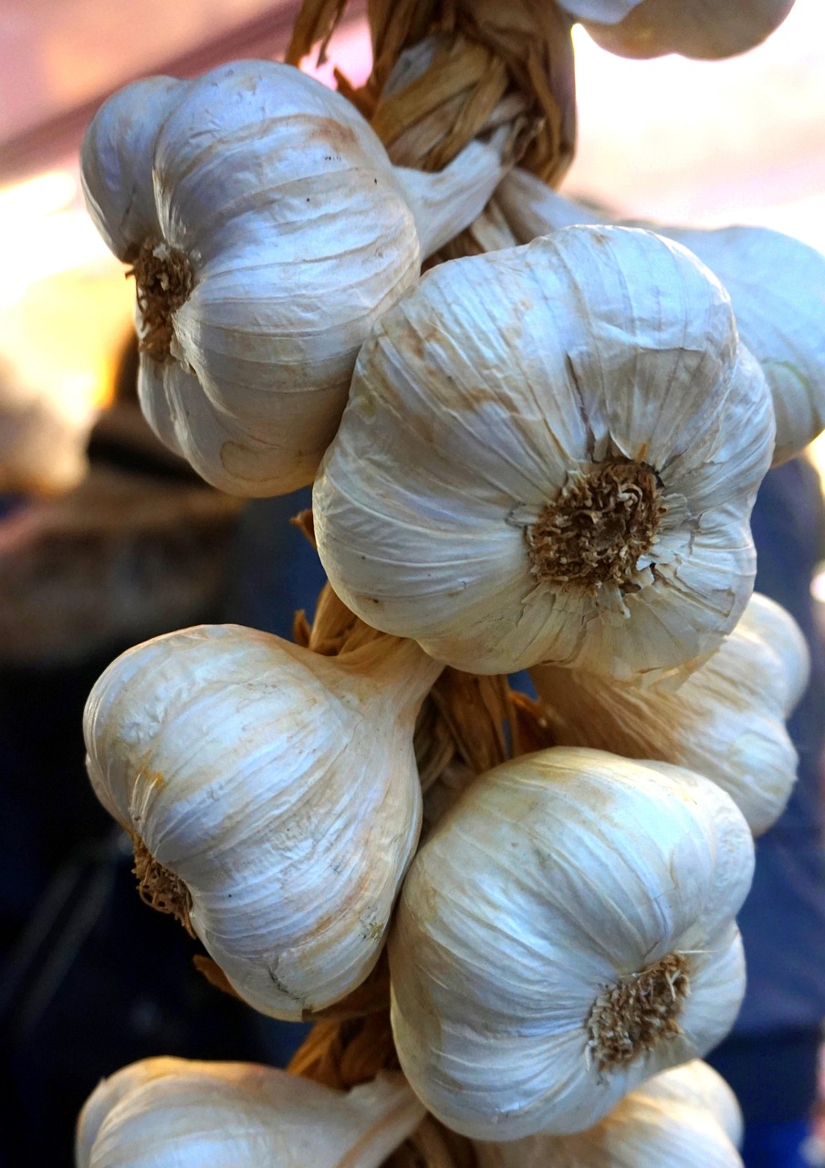 garlic, fresh, healthy, bio, garlic, garlic, garlic, garlic, garlic