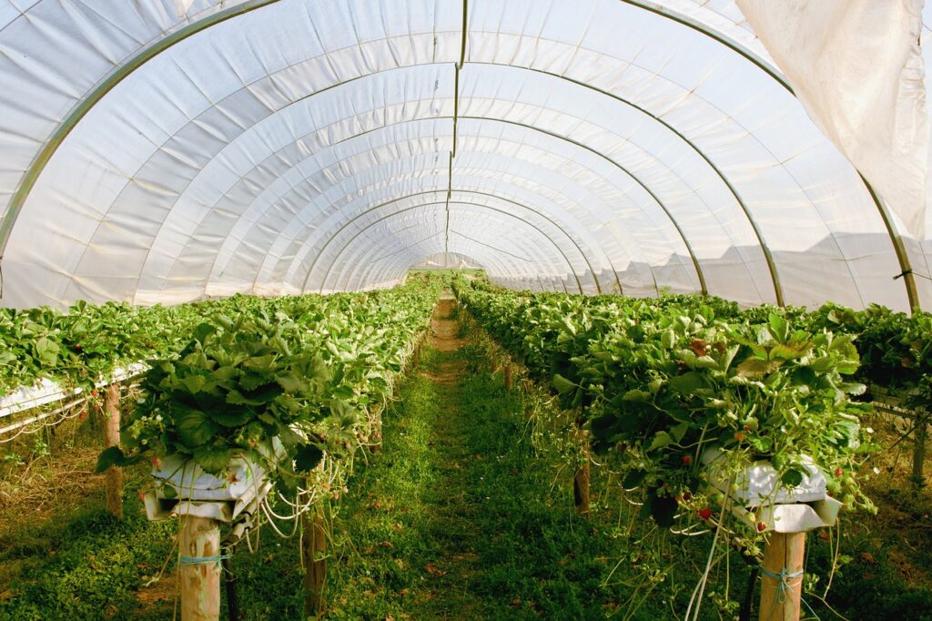 greenhouse, plants, nature, strawberries, greenhouse, greenhouse, greenhouse, greenhouse, greenhouse