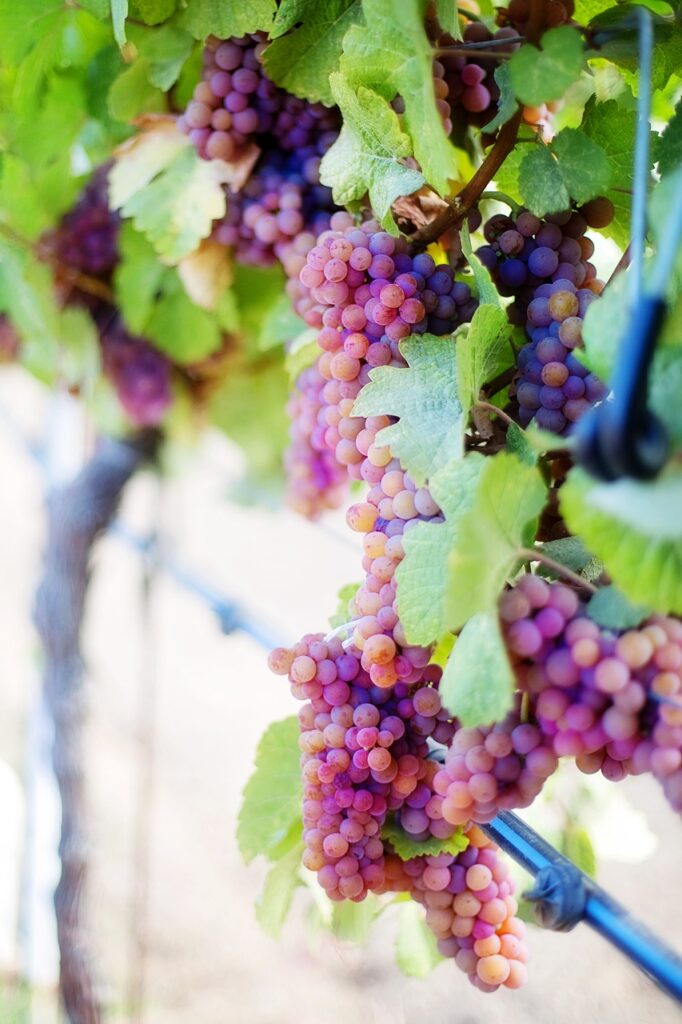 wine grapes, purple grapes, grapes, vine, vineyard, grapevine, grape cluster, cluster, grapes, grapes, vine, vine, vineyard, vineyard, vineyard, vineyard, vineyard