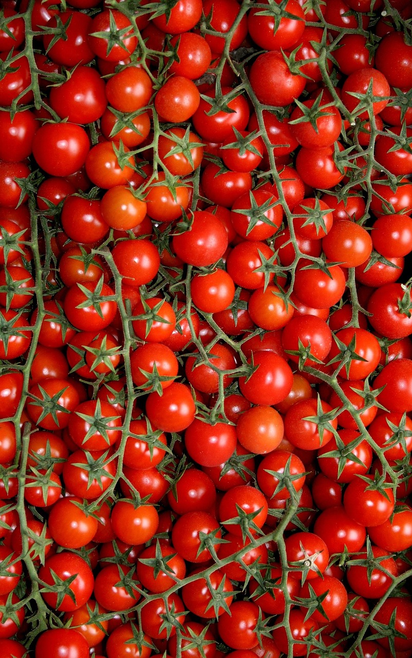 cherry tomatoes, puglia, agriculture, work, olive grove, food, cultivate, red, color, fruit, vegetables, tomato, tomatoes, cherry tomatoes, cherry tomatoes, cherry tomatoes, puglia, puglia, tomato, tomato, tomatoes, tomatoes, tomatoes, tomatoes, tomatoes