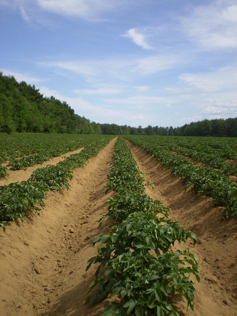 potato, fields, agriculture, farming, plants, potatoes, root vegetables, farms, gardens, gardening, cultivation, cultivating, growing, vegetables, food, edible, healthy, fresh, cultivate, produce, harvests, lands, agricultural, areas, potato, potato, potato, potato, agriculture, agriculture, farming, nature, farming, farming, farming, farming, potatoes, potatoes, potatoes, potatoes, root vegetables, root vegetables, cultivation