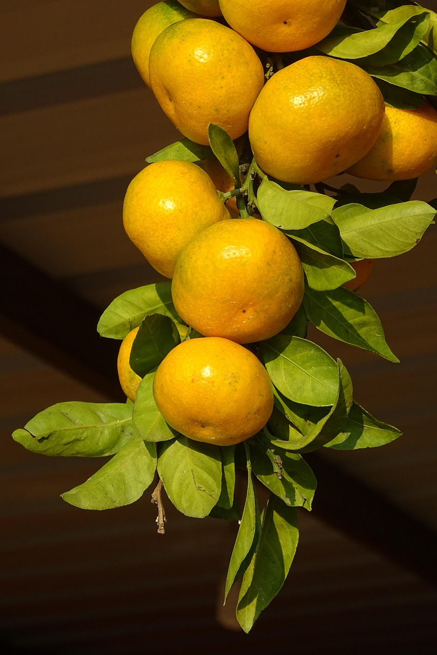 clementines, citrus fruits, branch, mandarins, market, yellow, meal, food