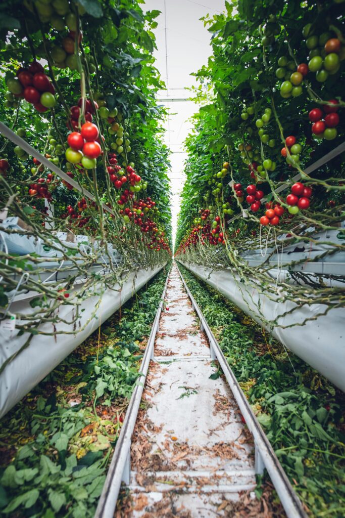 Rows of ripe cherry tomatoes growing in a greenhouse, showcasing modern agriculture methods.