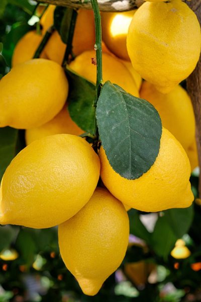 lemons, citrus fruit, ripe, juicy, fruit, yellow, citrus plant, mediterranean, shrub, growth, angry, fresh, fruit, fruit, fruit, fruit, fruit