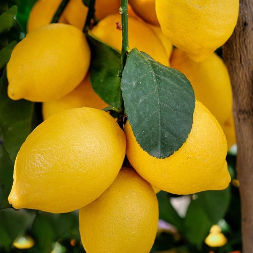 lemons, citrus fruit, ripe, juicy, fruit, yellow, citrus plant, mediterranean, shrub, growth, angry, fresh, fruit, fruit, fruit, fruit, fruit