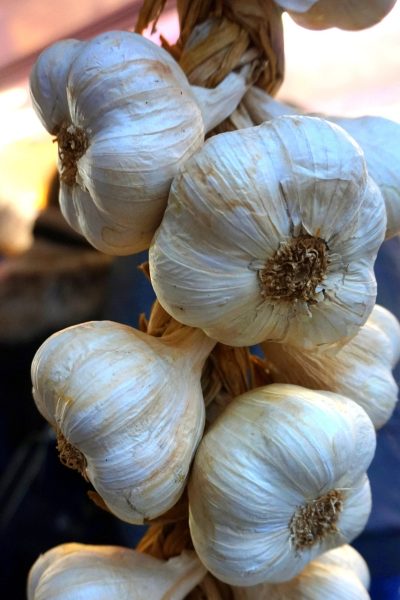 garlic, fresh, healthy, bio, garlic, garlic, garlic, garlic, garlic