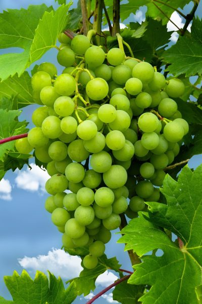 meal, grapes, fruit, healthy, food, green, vine, grape juice, vegan, grapes, grapes, grapes, grapes, grapes