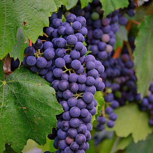 grape, blue grapes, fruit, nature, blue, plant, ripe fruit, grapes, vintage, blue eye, autumn fruit, bunch of grapes, autumn, cluster crop, ripe grapes, grape, grape, grapes, grapes, grapes, grapes, grapes